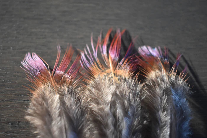 Common pheasant feathers - 2 in