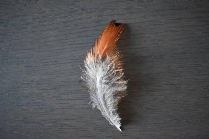 Common pheasant feathers orange and gray - 3 to 5 in