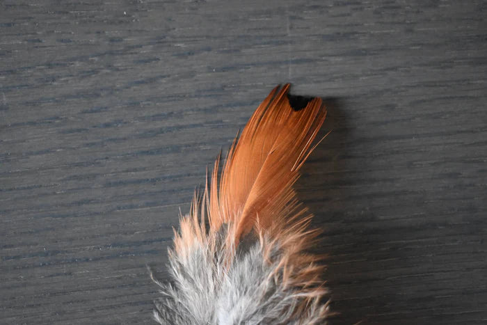 Common pheasant feathers orange and gray - 3 to 5 in