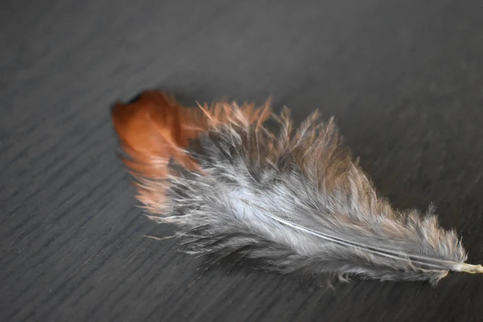 Common pheasant feathers orange and gray - 3 to 5 in