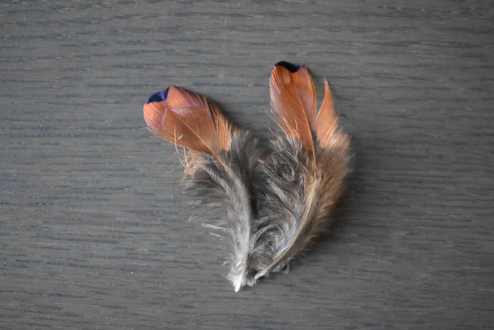 Common pheasant feathers orange and gray - 3 to 5 in