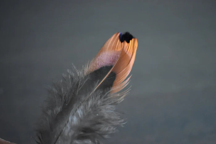 Common pheasant feathers orange and gray - 3 to 5 in