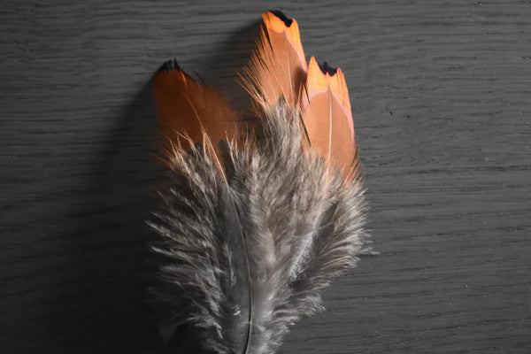 Common pheasant feathers orange and gray - 3 to 5 in