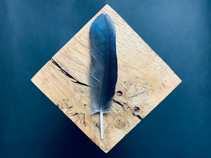 Crow feathers