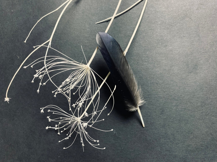 Crow feathers