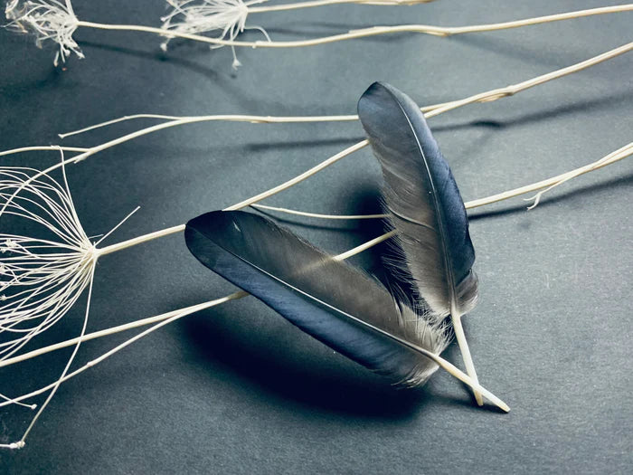 Crow feathers