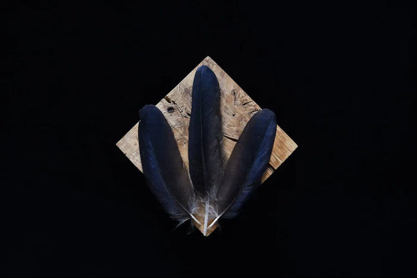 Crow feathers