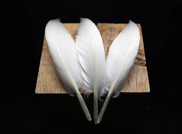 Curved white goose feathers