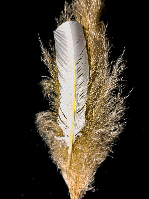 Long white turkey feathers - 9 to 12 in