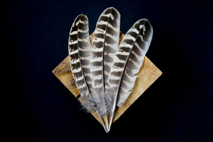 Female pheasant feathers - 6 to 7 in