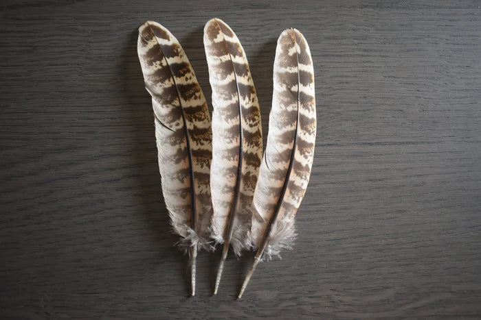 Female pheasant feathers - 6 to 7 in