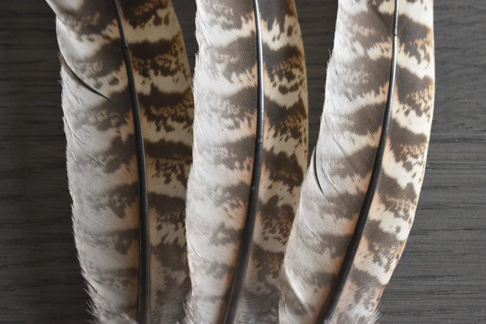 Female pheasant feathers - 6 to 7 in