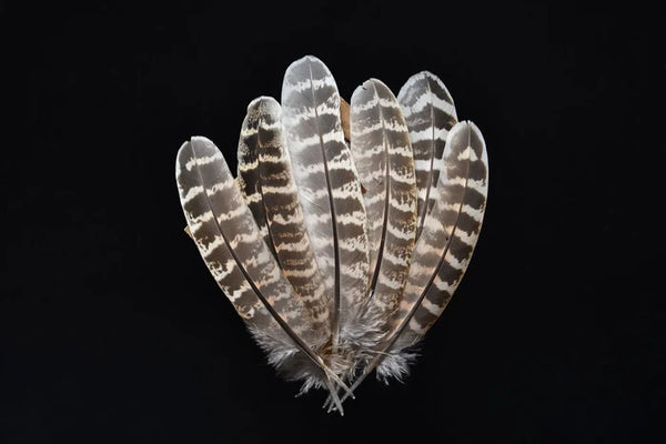 Female pheasant feathers - 6 to 7 in