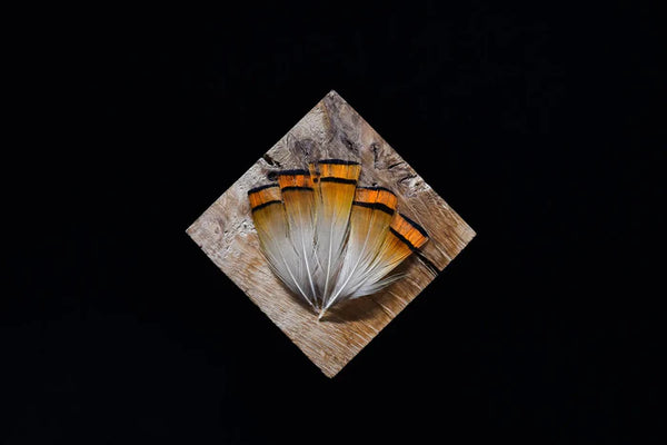 Golden orange and white pheasant feathers - 2 to 3 in