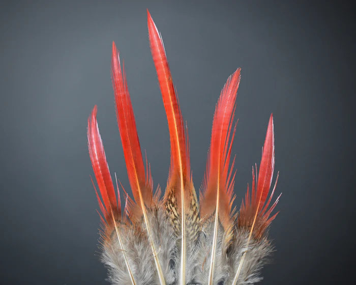 Golden red pheasant feathers - 4 to 5 in