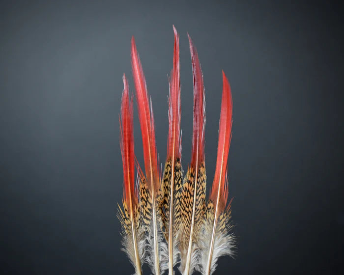 Golden red pheasant feathers - 4 to 5 in