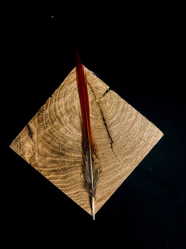 Golden red pheasant medium feathers