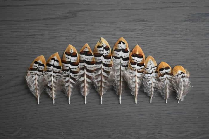 Golden Reeves' pheasant feathers - 2 to 4 in