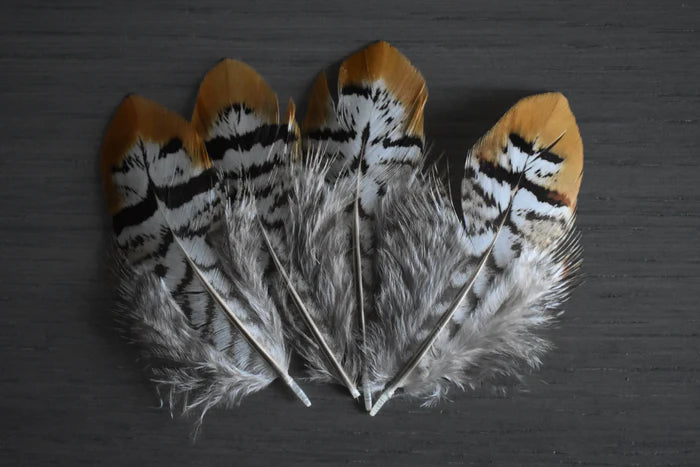 Golden Reeves' pheasant feathers - 2 to 4 in