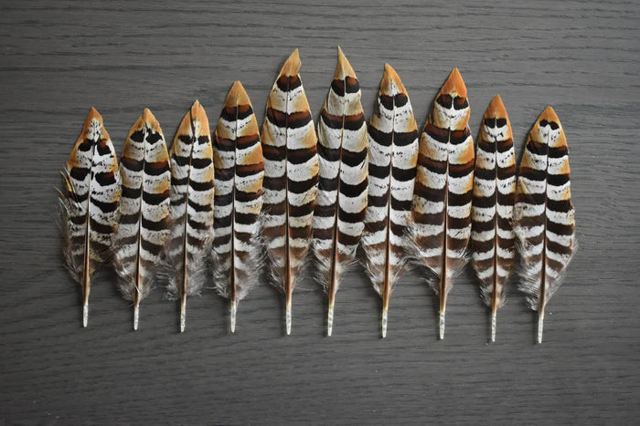 Golden venerable pheasant feathers