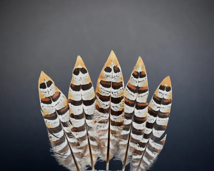 Golden venerable pheasant feathers