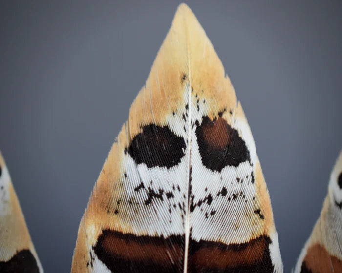 Golden venerable pheasant feathers