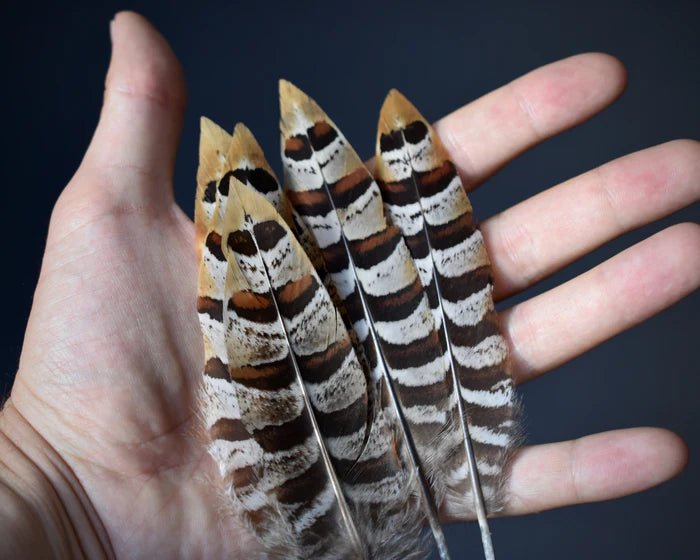 Golden venerable pheasant feathers