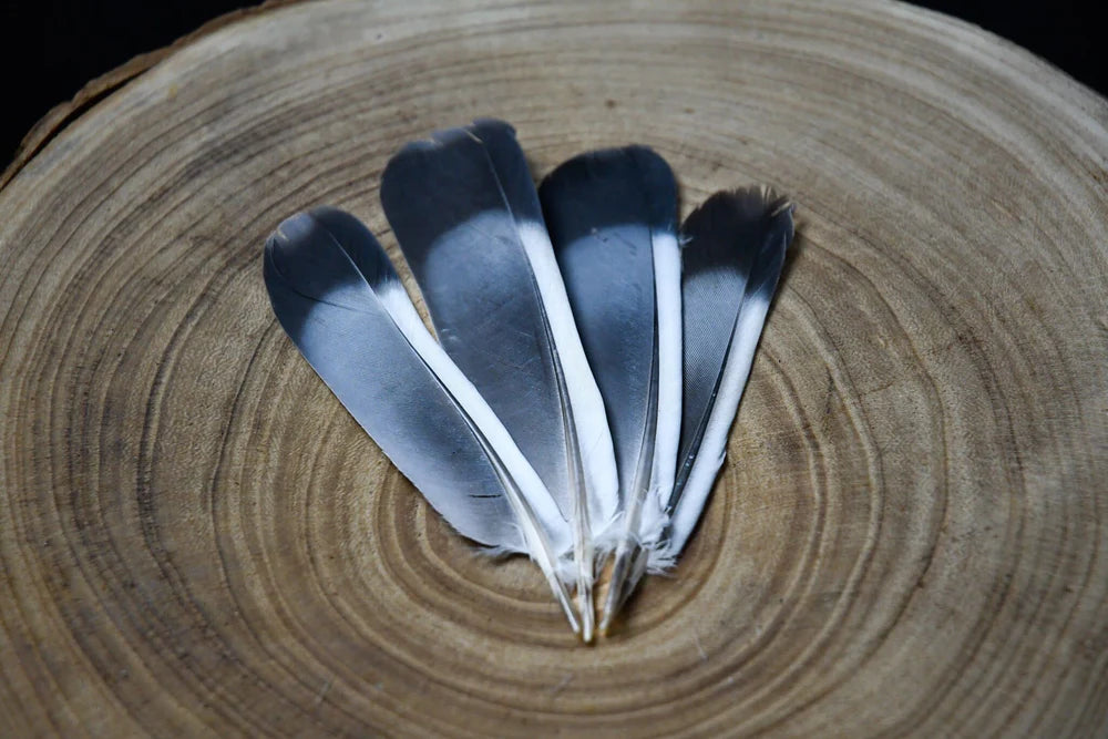 Gray pigeon feathers - 4 to 5 in