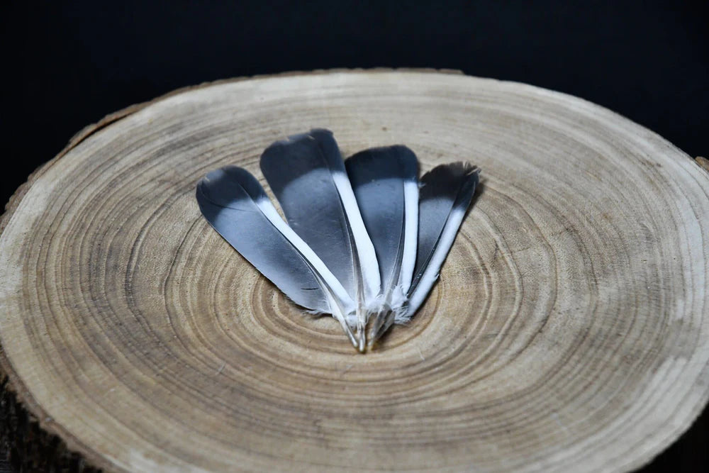 Gray pigeon feathers - 4 to 5 in