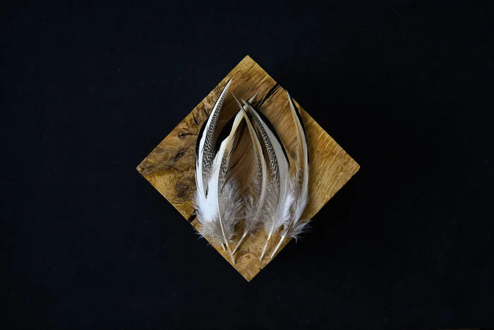 Gray and white duck feathers