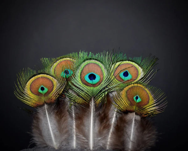 Green peacock feathers with small eye - 3.1 to 4.7 in