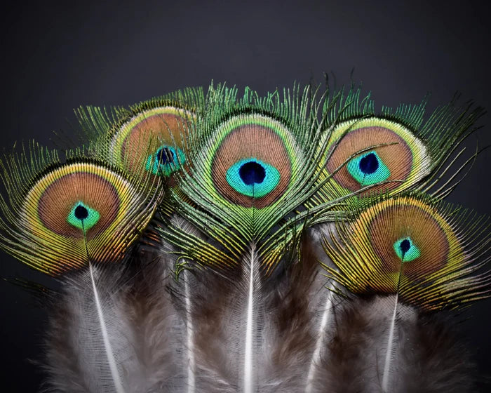 Green peacock feathers with small eye - 3.1 to 4.7 in