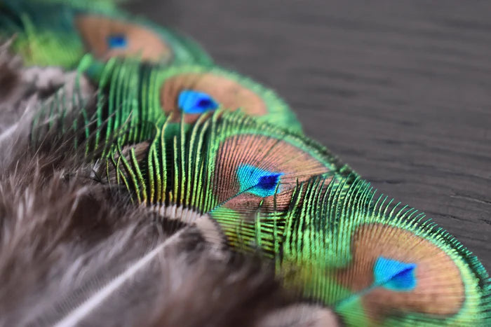 Green peacock feathers with small eye - 3.1 to 4.7 in