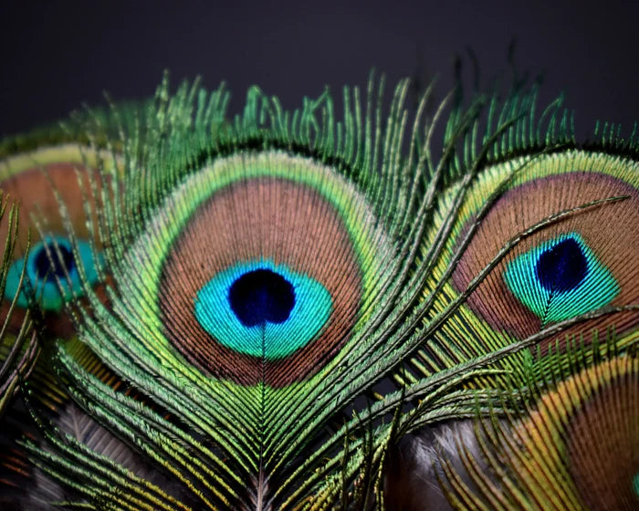 Green peacock feathers with small eye - 3.1 to 4.7 in