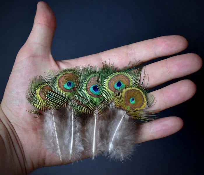 Green peacock feathers with small eye - 3.1 to 4.7 in