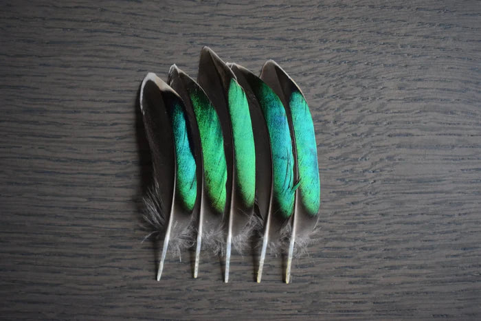 Green teal duck feathers