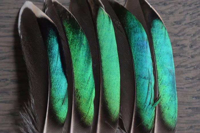 Green teal duck feathers