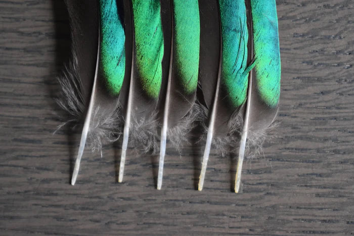 Green teal duck feathers