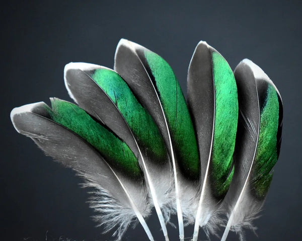 Green teal duck feathers