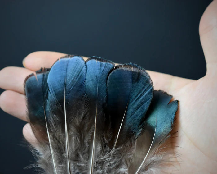 Lady Amherst pheasant feathers blue and green - 2 to 3.1 in