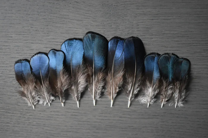 Lady Amherst pheasant feathers blue and green - 2 to 3.1 in