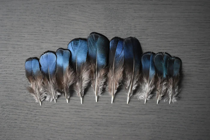 Lady Amherst pheasant feathers blue and green - 2 to 3.1 in