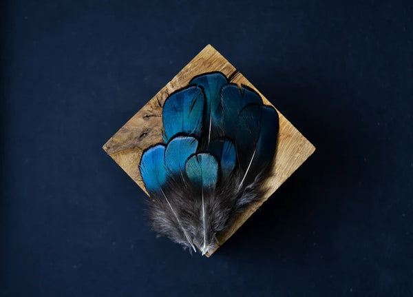 Lady Amherst pheasant feathers blue and green - 2 to 3.1 in