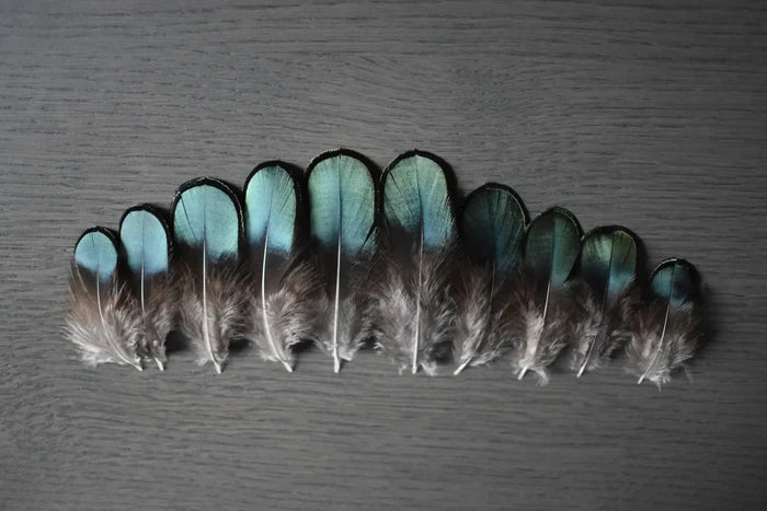 Lady Amherst pheasant feathers green - 2 to 3.1 in