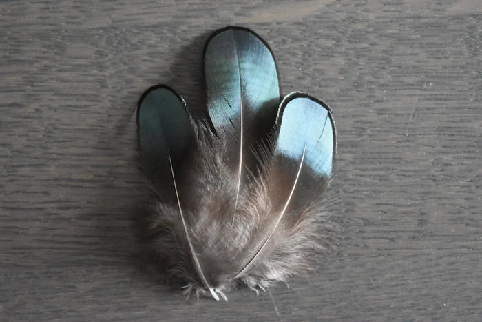 Lady Amherst pheasant feathers green - 2 to 3.1 in