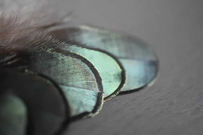 Lady Amherst pheasant feathers green - 2 to 3.1 in