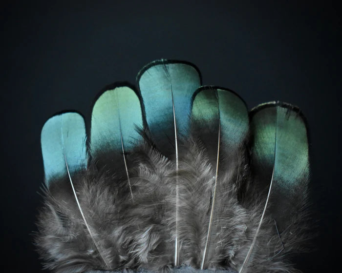 Lady Amherst pheasant feathers green - 2 to 3.1 in