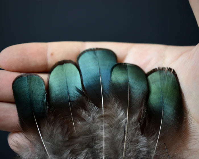 Lady Amherst pheasant feathers green - 2 to 3.1 in