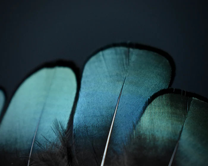 Lady Amherst pheasant feathers green - 2 to 3.1 in