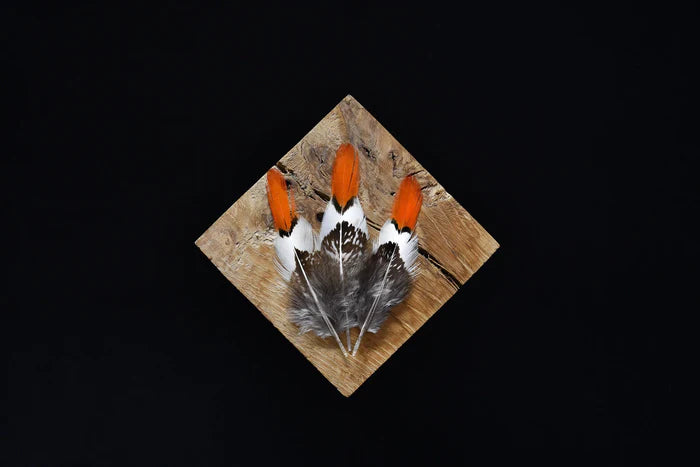 Lady Amherst pheasant feathers white orange